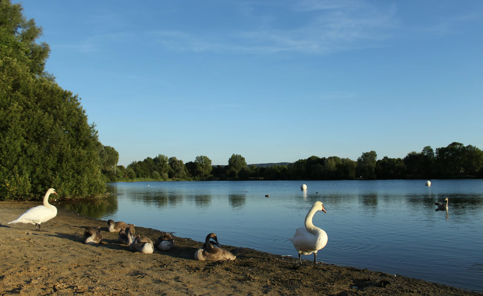 Hohnsensee in Hildesheim mit Schwan und Enten